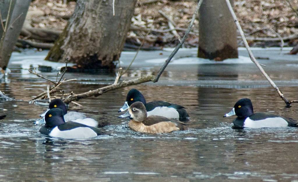 Mr and Mrs Ring-necked Duck by DaveInman is licensed under CC BY-NC-ND 2.0.